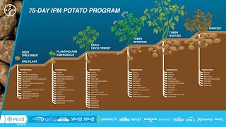 75Day IPM Potato Program  See whats new for the 2024 season [upl. by Warrin826]