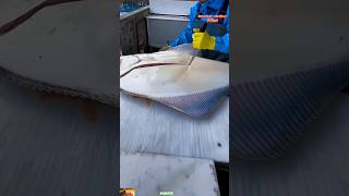 🐠 Giant Halibut Cutting Masterclass  Expert Filleting Skills in 60 Secondsquothalibut short viral [upl. by Ezarra]