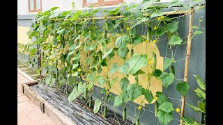 growing cucumbers at home [upl. by Winikka507]