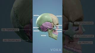 3D cranium bones anatomy  learn all the cranial bones with 3D visualization from VOKA [upl. by Akerley]