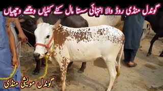 Very Low Prices Cow And Buffalo Calves Prices On Gondal Maweshi Mandi  My Life Channel [upl. by Yanal]