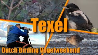 Dutch Birding vogelweekend Texel 2024 [upl. by Neleag]