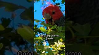 Male Gang gang Cockatoo Sounds  An endangered Bird species [upl. by Eanom]