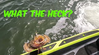 First Fish on Jet Ski [upl. by Atteyek]