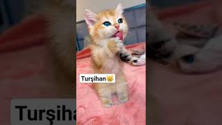 turşuhan rızık zamanı kediler cat [upl. by Aramoy]