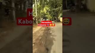 Haramkhor Kabootar 🐦😋😅 indianroads motovlog dailycontent [upl. by Eniladam]