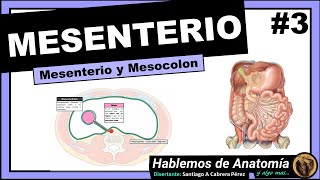 🔴 ANATOMIA👉 MESENTERIO Y MESOCOLON 🟩 PERITONEO 🟪 [upl. by Yedoc]