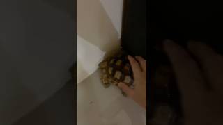 Hindi na naka uwi ng bahay nya haha sleep sulcata [upl. by Navar]