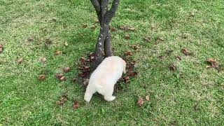 Lagotto Romagnolo puppy training [upl. by Brunn591]