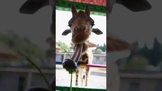 Do you know how long a giraffe’s tongue is [upl. by Michael]