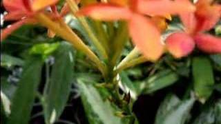 Easy Epidendrum Orchid Care [upl. by Mandel]