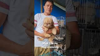 Shih tzu na nagliliwanag inilabas na puppy bulacanpetmarket dogowner pets bocauepetmarket [upl. by Falo]