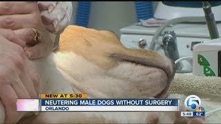 Neutering male dogs without surgery [upl. by Igic]