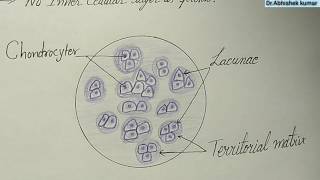 Histology of Hyaline Cartilage [upl. by Haneen]