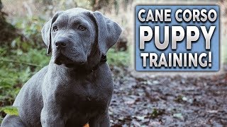 Cane Corso Puppy Training The MOST Important Thing ALL OWNERS Should Do With Their Dogs [upl. by Erdne76]