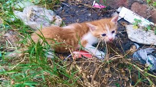 Rescue two tiny kittens on the germy place [upl. by Gerdy]