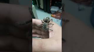 My chaco golden knee Tarantula is gonna grow up [upl. by Burnsed220]