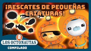 Los Octonautas  🐡 ¡Rescates de pequeñas criaturas 🪸  Episodios Completos  Compilado [upl. by Sucirdor]