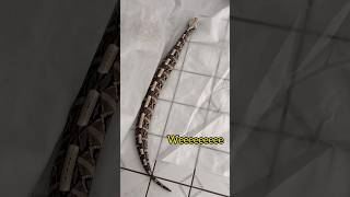 Francisco the Gaboon Viper gets yelled at [upl. by Haeli]