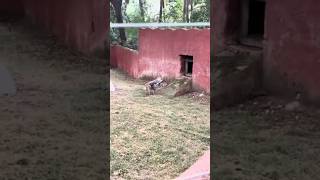 Hyderabad zoo 😂hyderabad minivlog hyderabadzoopark souravjoshivlogs technogamerz funnycomedy [upl. by Attenaj849]