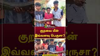 குறவை மீன் இவ்வளவு பெருசா shorts salem [upl. by Nottirb]