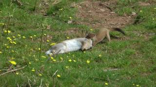 STOAT HUNTING A RABBIT by Alan Kingwell [upl. by Asemaj]