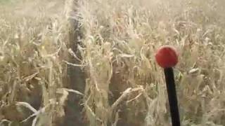 DelhotalfarmscomCorn harvest from the combine [upl. by Clayberg]