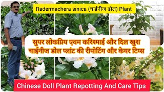 चाईनीज डॉल प्लांट की रिपोटिंग और केयर टिप्स। Chinese Doll Plant Repotting And Care Tips [upl. by Sillaw]