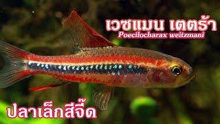 เวซแมนเตตร้า ปลาเล็กสีจี๊ด Poecilocharax weitzmani [upl. by Solracnauj]