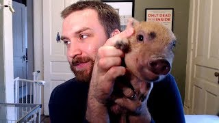 Why You Shouldnt Get a Mini Pig [upl. by Merilee]