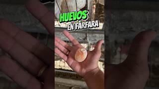 Huevos En Fárfara 🥚🔥 eggs avicultura gallinas [upl. by Vookles]