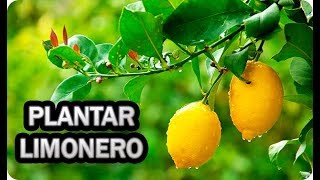 Como Y Cuando Plantar Un Limonero  Consejos Y Trucos  La Huertina De Toni [upl. by Danita]