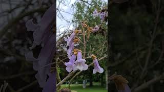 Bluebell Tree  Blauglockenbaum Paulownia [upl. by Madoc]