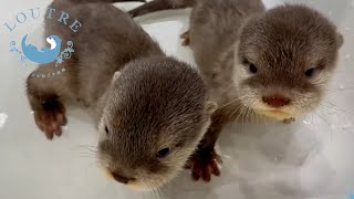 How A Baby Otter Learns To Swim [upl. by Drogin843]