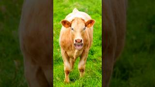 Cow videos cow videocow soundcow cartoon cow comedy cow funny videos cow songcow dance [upl. by Benioff]