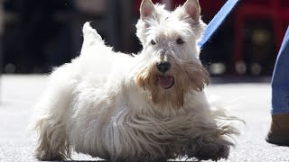 Are Scottish Terriers Prone to Obesity [upl. by Cire]