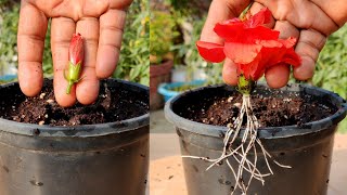 Hibiscus plant grow from buds and fast Rooting fack video [upl. by Essie810]