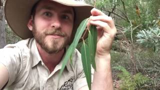 Eucalyptus Tree Facts with Ranger Jamie [upl. by Griffith568]