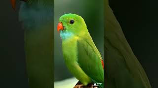 birds birdsong nature birdsingingmusic animals [upl. by Ginger]