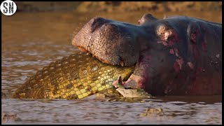 Crocodile Enters The Body of a Hippo After Killing it [upl. by Lachman]