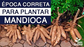 Qual a época correta para plantar mandioca [upl. by Irac]