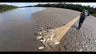 Pesca descomunal de coporo con tarraya visitamos las bocas de el río Casanare [upl. by Sivle]