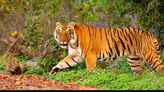 Sariska Tiger Reserve Rajasthan  Dr Rana [upl. by Eelanaj]