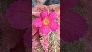 Episcia Pink Smoke [upl. by Umont]