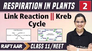 Respiration in Plants 02  Link Reaction  Kreb Cycle  Class 11NEET  RAFTAAR [upl. by Ahsenom]