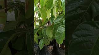 Sandoricum koetjapesantol fruit tree seasonal FMeliaceae [upl. by Mellen]