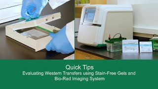 Quick Tips Evaluating Western Transfers using StainFree Gels and BioRad Imaging System [upl. by Ingmar]