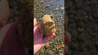 Is This A Well Preserved Fossilized Bryozoan Fossil fossils rockhounding riverrocks [upl. by Godewyn]