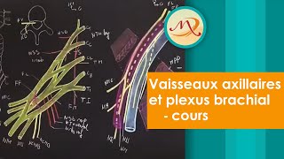 Anatomie des vaisseaux axillaires et du plexus brachial cours [upl. by Abihsot]