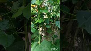 ചായ മൻസ മെക്സിക്കൻ ചീര mexican cheeracnidoscolus aconitifoliusshot [upl. by Aneerhs]